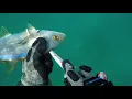 How to do Ikejime - how to dispatch a fish responsibly and sustainably