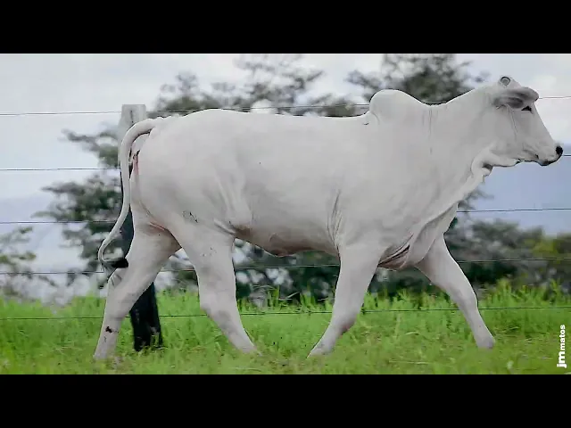 Novilha Nelore GNRN - 42