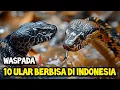 10 Jenis Ular Berbisa Yang Ada Di Indonesia!!