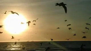 نصر الدين طوبار ابتهال دعاء الفجر 