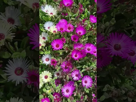 Our Last Year Flowers #garden