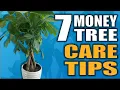 7 Money Tree Care Tips That you NEED to Know- Pachira Aquatica Houseplant Care