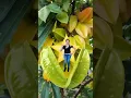 Download Lagu BALIMBING FRUIT | STAR FRUIT | TRENDING TEMPLATES