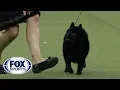 Group judging for the Non-Sporting Group at the 2019 Westminster Kennel Club Dog Show FOX SPORTS