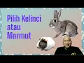 Download Lagu Pilih Ternak KELINCI atau MARMUT bagi pemula !