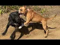 CANE CORSO VS AMERICAN STAFF - THOR DID IT AGAIN