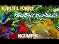 Download Lagu Terbaru |Suara Pikat Burcil Kolibri Kombinasi Pleci 100% Ampuh Auto Panen