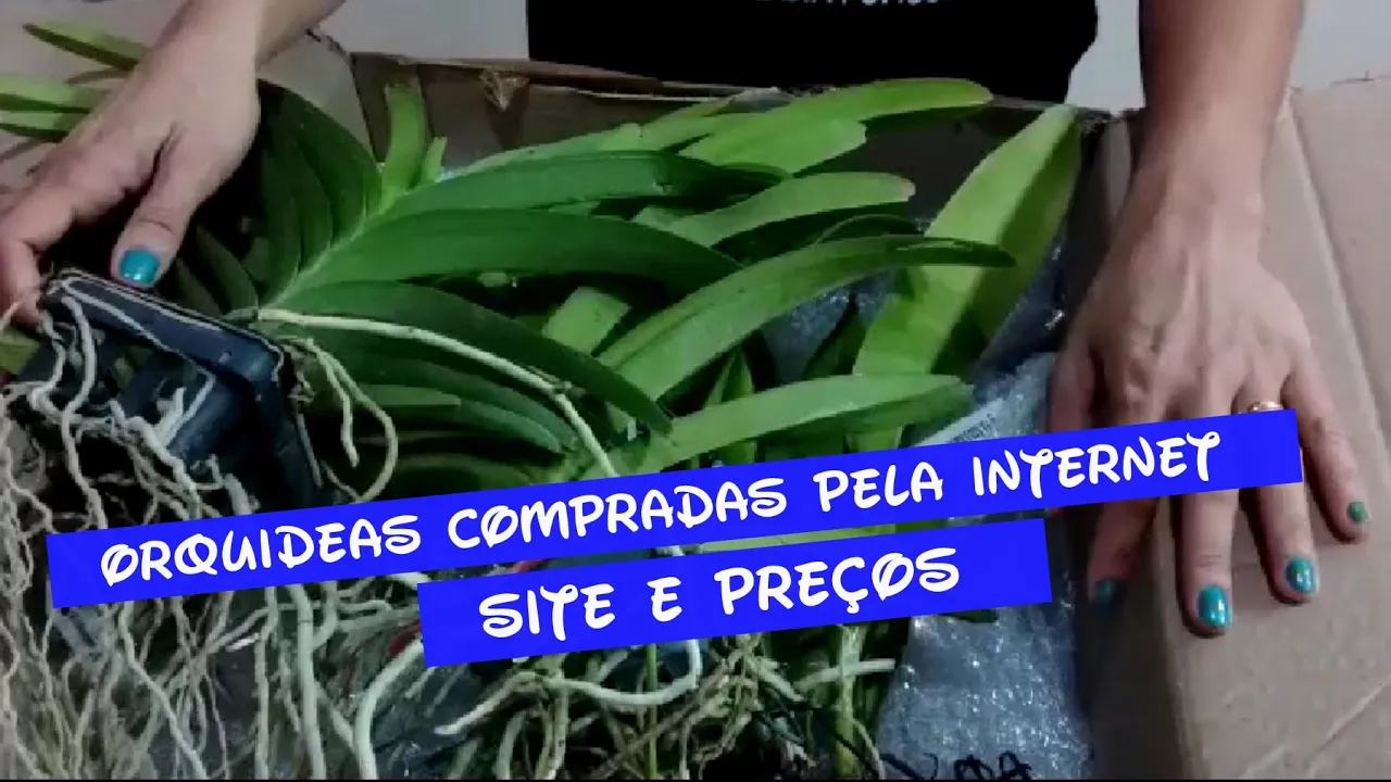 COMO COMPRAR ORQUÍDEA VANDA PELA INTERNET