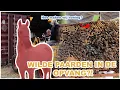 Download Lagu WILDE PAARDEN in de OPVANG! 8 JAAR niet in de HAND GEWEEST! || VLOG Paardzoektbaas
