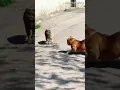 Download Lagu Pitbull Dog Fighting with Cat. DOG Vs CAT Fight. #short #shorts #dog #pitbull #pitbulldog #cat