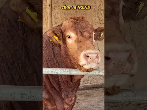 😱LIMUZIN PORODA ishqibozlari uchun ZO‘RIDAN!!! #simmental #limuzin #animals #BULLL