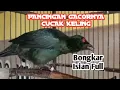 Download Lagu PANCINGAN CUCAK KELING SANGAT MENGGODA BURUNG MACET BUNYI AKAN IKUTAN BUNYI
