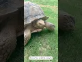 Franklin Eating Celery