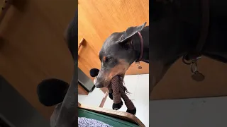 #fyp #sailing #dream #doberman #pets