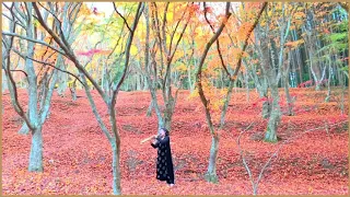 紅葉 もみじ ソプラノサックス アコーディオン Momiji Soprano Saxophone Accordion 