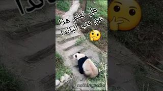 هل تعلم هذا عن دب الباندا هل تعلم 