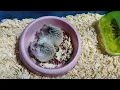 Roborovski Hamster - Eating Time