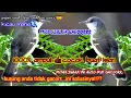 Download Lagu TERBARU 2020 || SUARA CIBLEK ALAM LIAR GACOR || COCOK BUAT MASTERAN || ISIAN