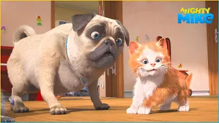 Pug and kitten stories | Mighty Mike | 45' Compilation | Cartoon for Kids