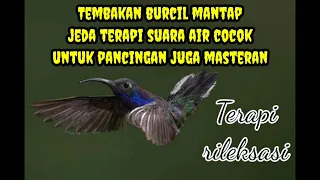 tembakan burcil mantap jeda suara air cocok untuk pancingan juga masteran terapi