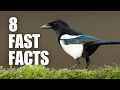 Download Lagu Fakta Menarik tentang Burung Magpies!