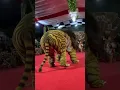 Download Lagu BARONGAN SINGO KOPROL DIKARPET MERAH || EFEK GEDANG KLUTUK
