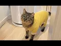 Download Lagu 朝ごはんを催促する元地域猫がかわいすぎます…