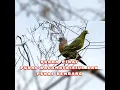Download Lagu suara punai daun punai kacamata walik haji sangat ampuh