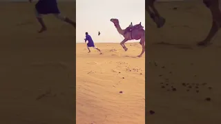 اذا حقد الجمل بتتعب 