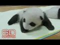 A rare look inside a giant panda nursery 60 Minutes Archive