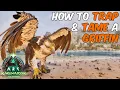 How To Trap Tame a Griffin on the Ragnarok Map in ARK Survival Ascended Full Ability Guide