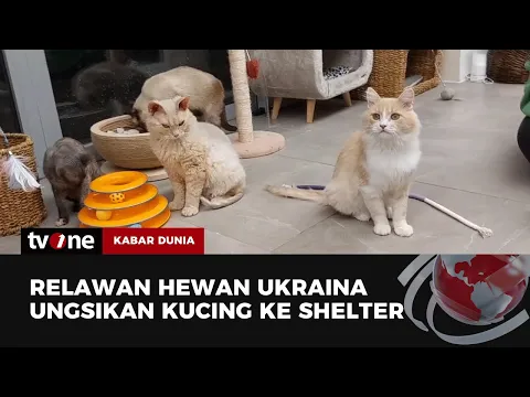 Mengintip Tempat Penampungan Kucing Korban Perang di Ukraina