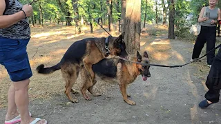 💥WAITING FOR PUPPIES! German Shepherds Alphonse and Azura, Odessa, August 23, 2026