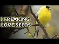 American Goldfinch facts worth their weight in gold Animal Fact Files