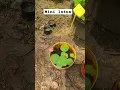 Download Lagu mini lotus/bowl lotus/micro lotus/lotus in small pot
