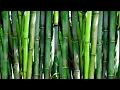 Can Goats Eat Bamboo Health