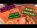 Shop with me Trip to Tractor Supply BABY CHICKS are So CUTE