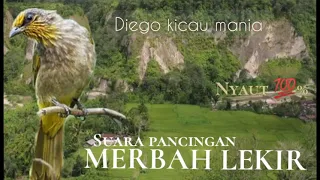 Download Suara pancingan burung MERBAH LEKIR ngebrend auto nyaut .||part2 MP3