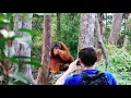 Download Lagu A HUGE orangutan interrupted our trek [Sumatra Jungle Trek DAY 2]
