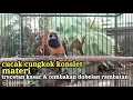 Download Lagu cucak cungkok gacor konslet