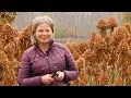 How to Prune Your Panicle Hydrangea in Fall