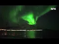 Whales Swimming Under The Northern Light // Hval jakter under nordlyset
