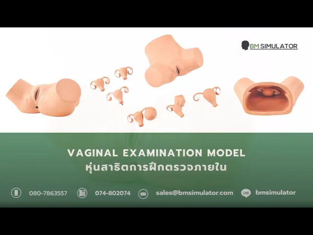 OG009 หุ่นฝึกตรวจภายใน / Vaginal examination model