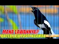 Download Lagu KACER NGAMOK CARI LAWAN, PANCINGAN AMPUH KACER LAIN JADI EMOSI