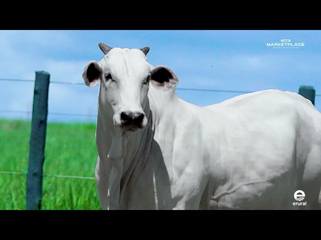 Novilha Nelore MLMR - 1070