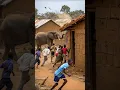 Download Lagu A herd of mad elephants has entered the village #shortvideo #elephante #wildlife