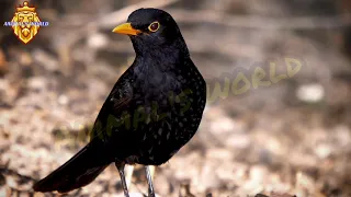 صوت الشحرور الأسود الزرياب الشحرور الشتوي الجحموم Black Pheasants  صوت الشحرور الأسود الزرياب الشحرور الشتوي الجحموم Black Pheasants
