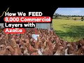 Lagu harvesting, drying, \u0026 feeding chicken with 4000kg of #azolla; the game changer Commercial Layers