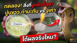 SEP EP.109 ทดลอง! สิ่งที่งูกลัวที่สุด? ปูนขาว,กำมะถัน vs งูเห่า ได้ผลจริงไหม?