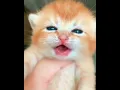 Download Lagu cute baby cat crying videos | OMG So Cute Cats ♥ Best Funny Cat Videos #09